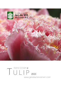 Tulip Home grown 2023